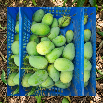 Amrapali Mango 10 kg