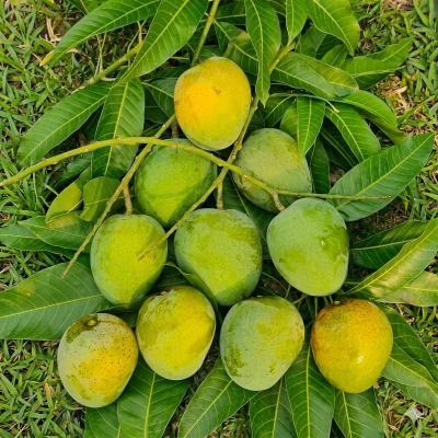 Mango Himshagor 10KG