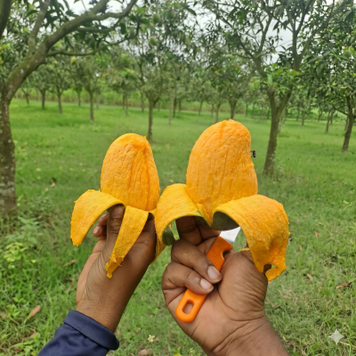 Amrapali Mango 10 kg