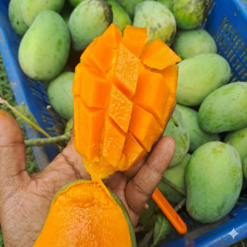 Amrapali Mango 10 kg